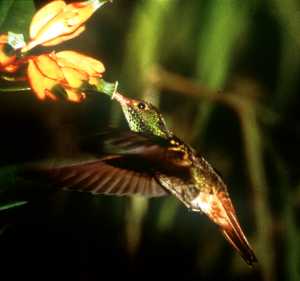 Unser Kolibri