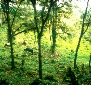 Weideland, hier war einmal nur Wald